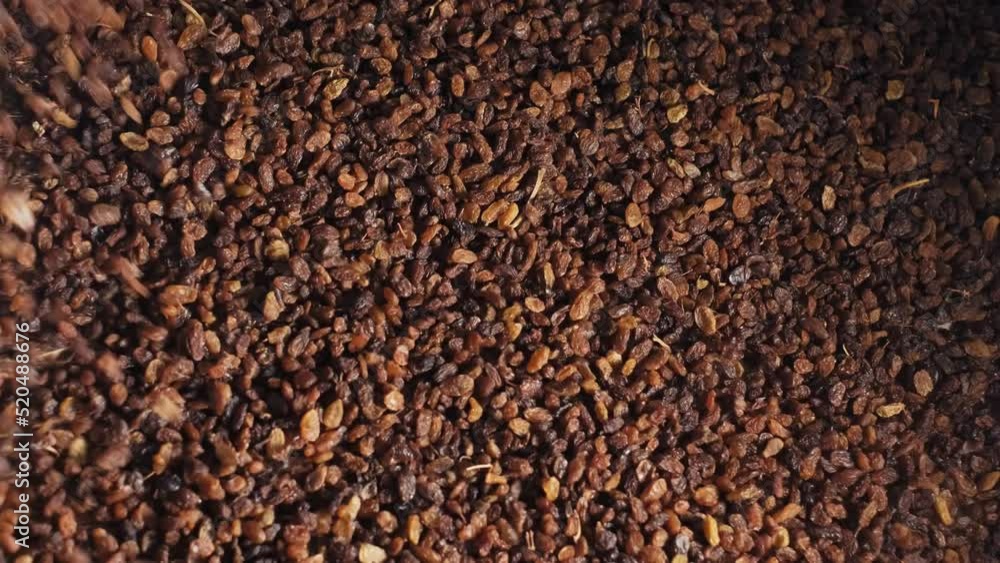 The grapes are on the vibrating sorting table.Processing Raisin in the factory. sultana raisin. 4K.1 The grapes are on the vibrating sorting table.Processing Raisin in the factory. sultana raisin. 4K.1