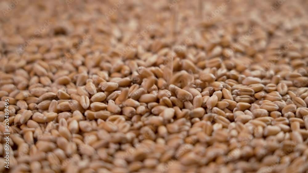 Grains of Ukrainian wheat falling in slow motion close-up. Concept of hunger due to food supply crisis. Rotation Grains of Ukrainian wheat falling in slow motion close-up. Concept of hunger due to food supply crisis. Rotation