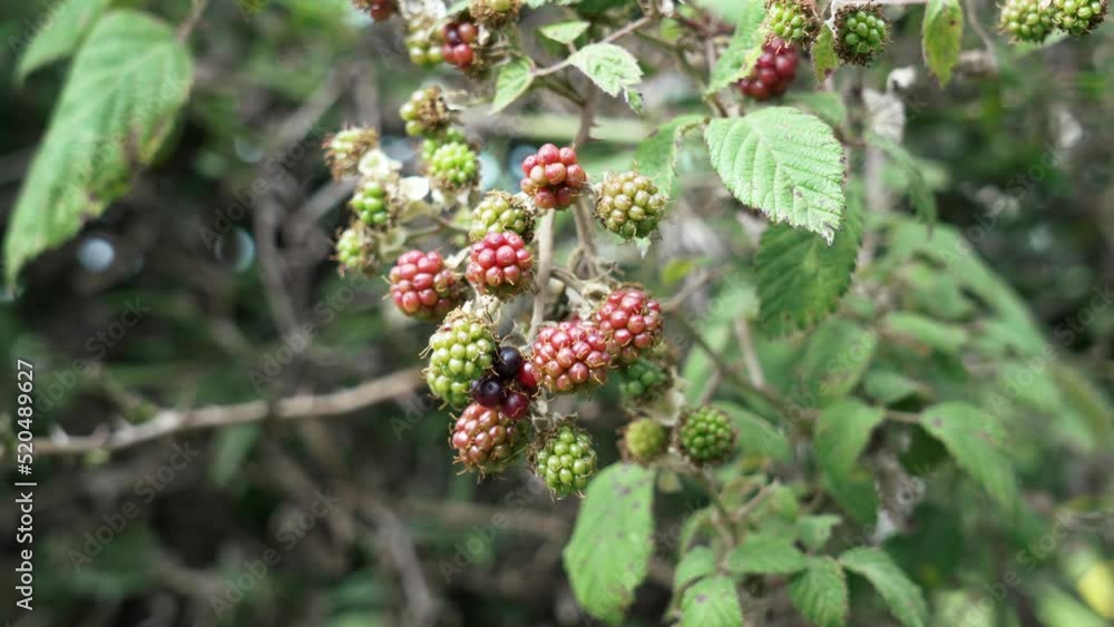 Blackberry on a branch growing in the wild. Unripe red and green dewberry and ripe black bramble berry close up Blackberry on a branch growing in the wild. Unripe red and green dewberry and ripe black bramble berry close up