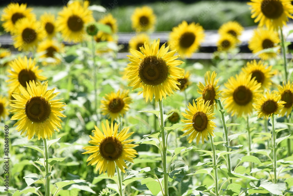 Summer flower sunflower. Asteraceae annual grass. Seeds are edible. Summer flower sunflower. Asteraceae annual grass. Seeds are edible.