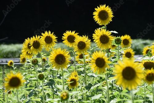 Fototapeta Naklejka Na Ścianę i Meble -  Summer flower sunflower. Asteraceae annual grass. Seeds are edible.