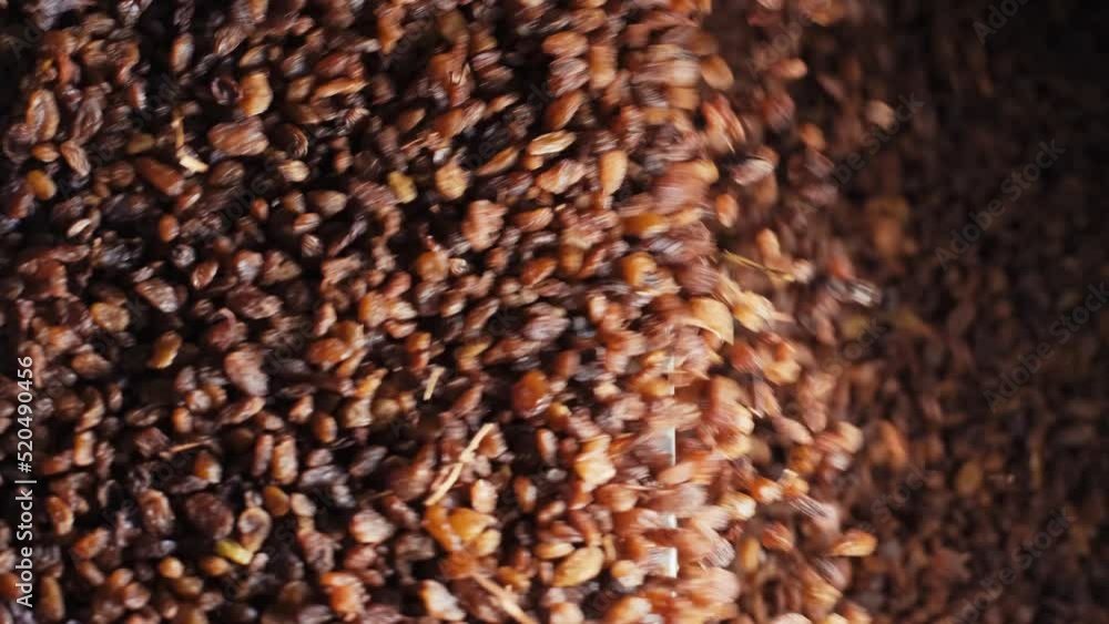 The grapes are on the vibrating sorting table.Processing Raisin in the factory. sultana raisin. 4K The grapes are on the vibrating sorting table.Processing Raisin in the factory. sultana raisin. 4K