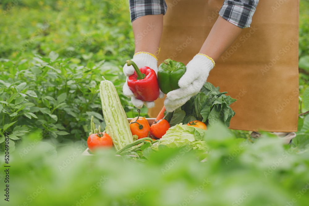 Fototapeta premium Gardener hand holding fresh ripe red tomatoes leaves on the Harvest season in fertile soil
