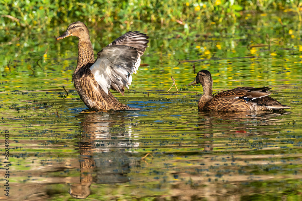 Obraz premium Early morning Northern Shoveler swimming on a lake near the shore