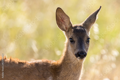 portrait of a young curious deer on a dry grass background