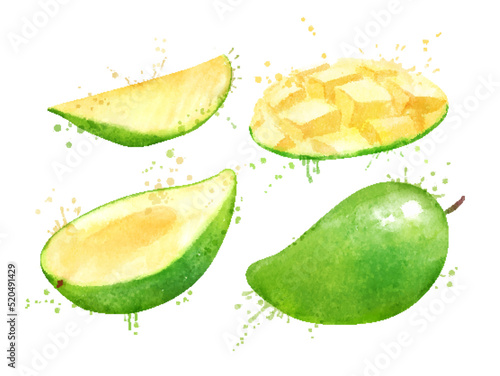 Watercolor vector illustration of green mango fruit