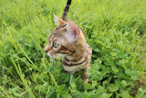 Bengal cat walks in nature in the park in the green grass on a warm sunny day