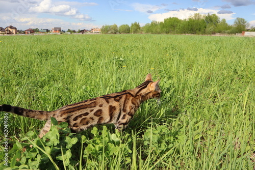 Bengal cat walks in nature in the park in the green grass on a warm sunny day