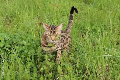Bengal cat walks in nature in the park in the green grass on a warm sunny day