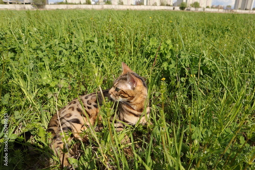 Bengal cat walks in nature in the park in the green grass on a warm sunny day