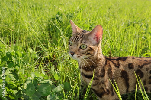 Bengal cat walks in nature in the park in the green grass on a warm sunny day