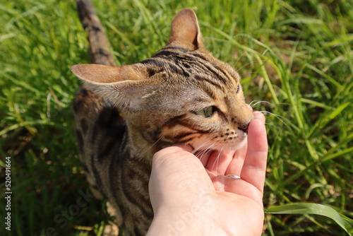 Bengal cat walks in nature in the park in the green grass on a warm sunny day