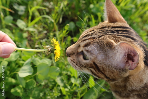 Bengal cat walks in nature in the park in the green grass on a warm sunny day