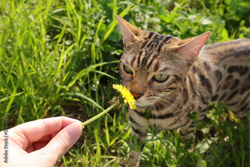 Bengal cat walks in nature in the park in the green grass on a warm sunny day