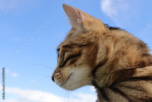 Bengal cat walks in nature in the park in the green grass on a warm sunny day