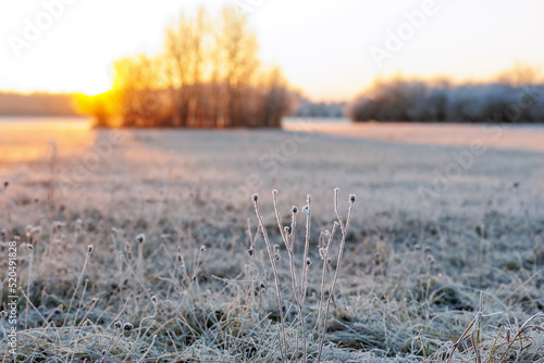 Obraz na plátně A hoarfrost covered meadow at sunset in the Siebenbrunn nature reserve near Augs
