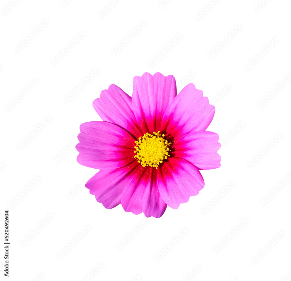 Dark pink cosmos bipinnatus flower with yellow pollen isolated on background , clipping path macro top view