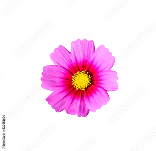 Dark pink cosmos bipinnatus flower with yellow pollen isolated on background   clipping path macro top view