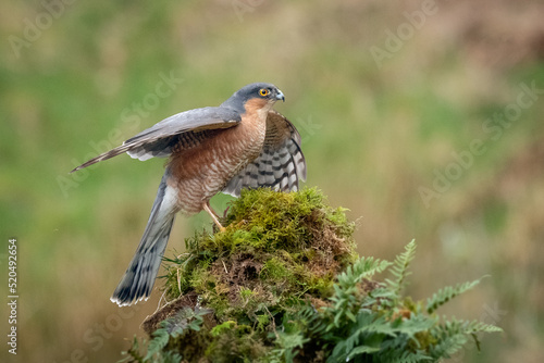 A male sparrowhawk, Accipiter nisus,  landing on an old tree stump. His wings are spread out photo