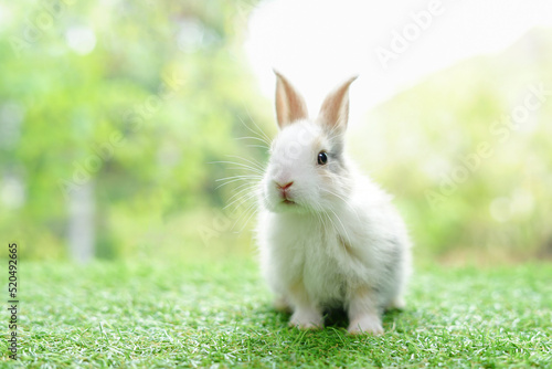 young adorable bunny sitting on green grasses background nature, fluffy rabbit, easter symbol