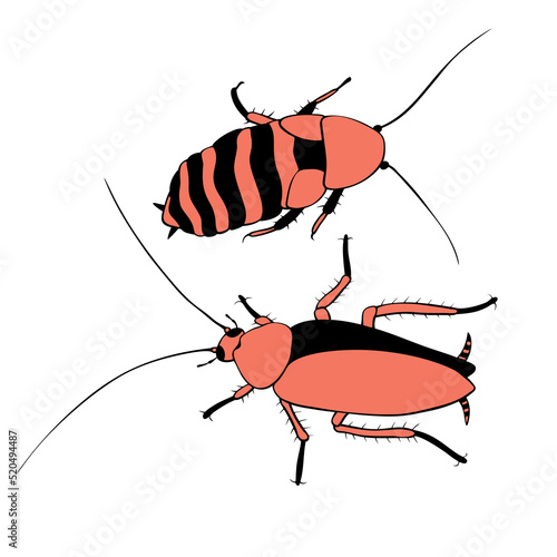 Vector red cockroaches, macro of insects. Pest control. Simple color illustration, clip art in cartoon flat style, isolated. photo