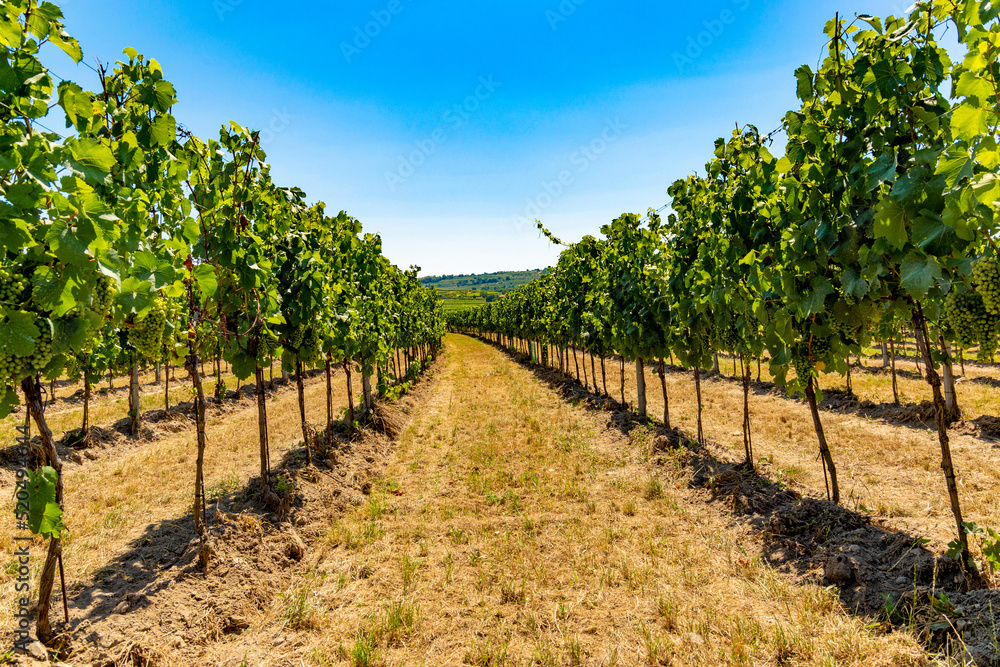 Fototapeta premium Summer vineyards in Wachau valley. Lower Austria.
