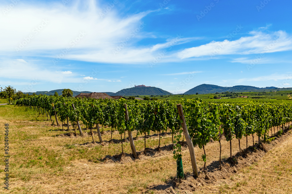 Summer vineyards in Wachau valley. Lower Austria.