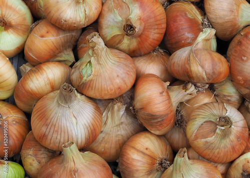 Obraz na płótnie Zwiebel 'Stuttgarter Riesen' (Allium ) Bio