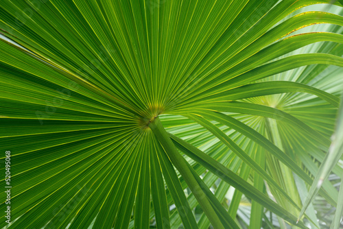 abstract green palm leaf texture  nature background  tropical leaf