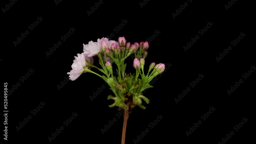 Time-lapse of a pink flowers cherry blossom. Spring flower Sakura blooming on black background. Time-lapse of a pink flowers cherry blossom. Spring flower Sakura blooming on black background.