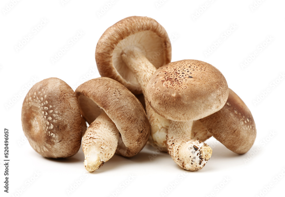 Shiitake mushroom on the White background Shiitake mushroom on the White background