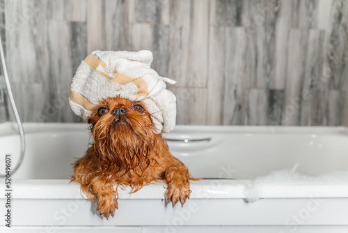 brussels griffon dog after bath with towel wrapped around head. High quality photo