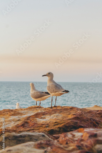 Canvas Print seagull on a rock