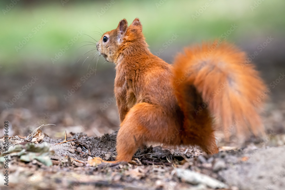A squirrel jumps around the park looking for nuts. A squirrel jumps around the park looking for nuts.