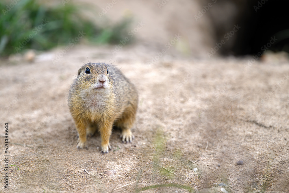 A ground squirrel peeks out of a hole in a green meadow and observes the surroundings. A ground squirrel peeks out of a hole in a green meadow and observes the surroundings.