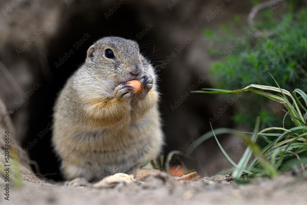 Fototapeta premium A ground squirrel peeks out of a hole in a green meadow and observes the surroundings.