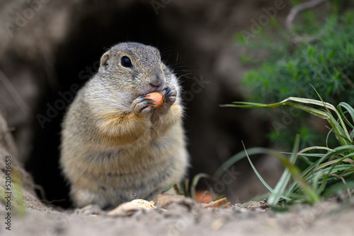 A ground squirrel peeks out of a hole in a green meadow and observes the surroundings.