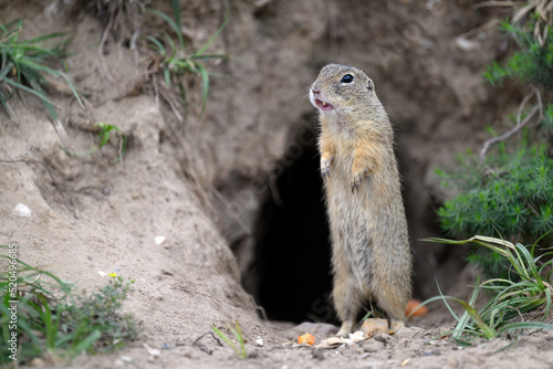 A ground squirrel peeks out of a hole in a green meadow and observes the surroundings.