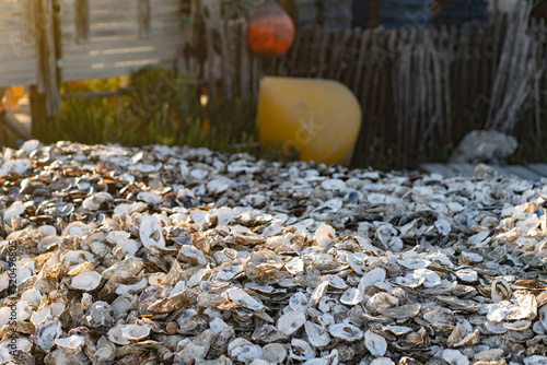 A large pile of oyster shells photo