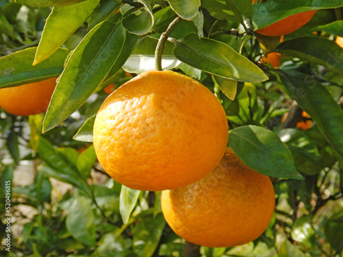 Wallpaper Mural みかん Torontodigital.ca