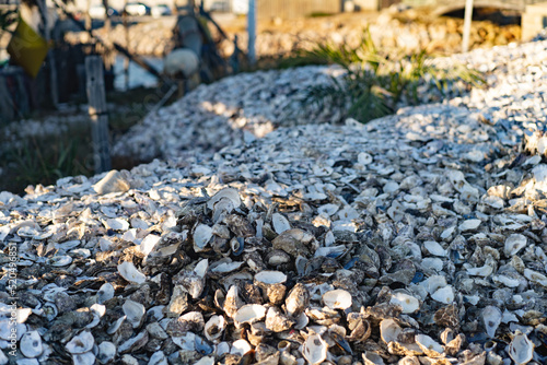 A large pile of oyster shells photo