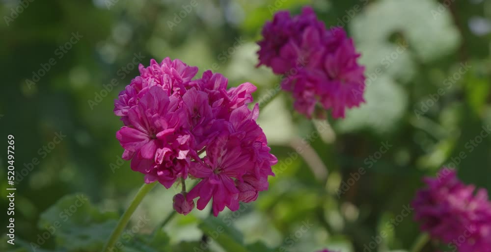 Close side view of pink geraniums in beautiful garden on bright summer day Close side view of pink geraniums in beautiful garden on bright summer day