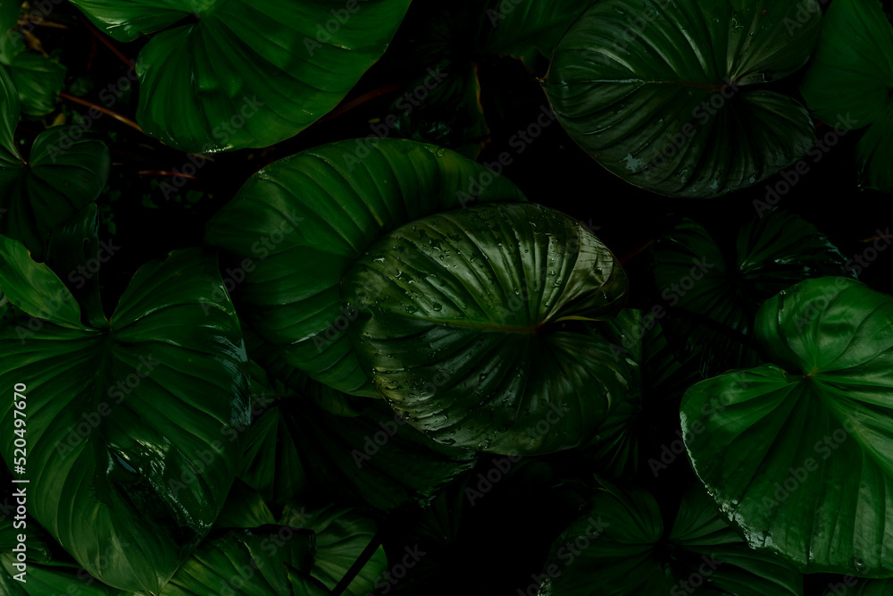 Closeup green leaves of tropical plant in garden. Dense dark green leaf with beauty pattern texture background. Wet green leaves after rain. Green wallpaper. Top view ornamental plant in the garden.