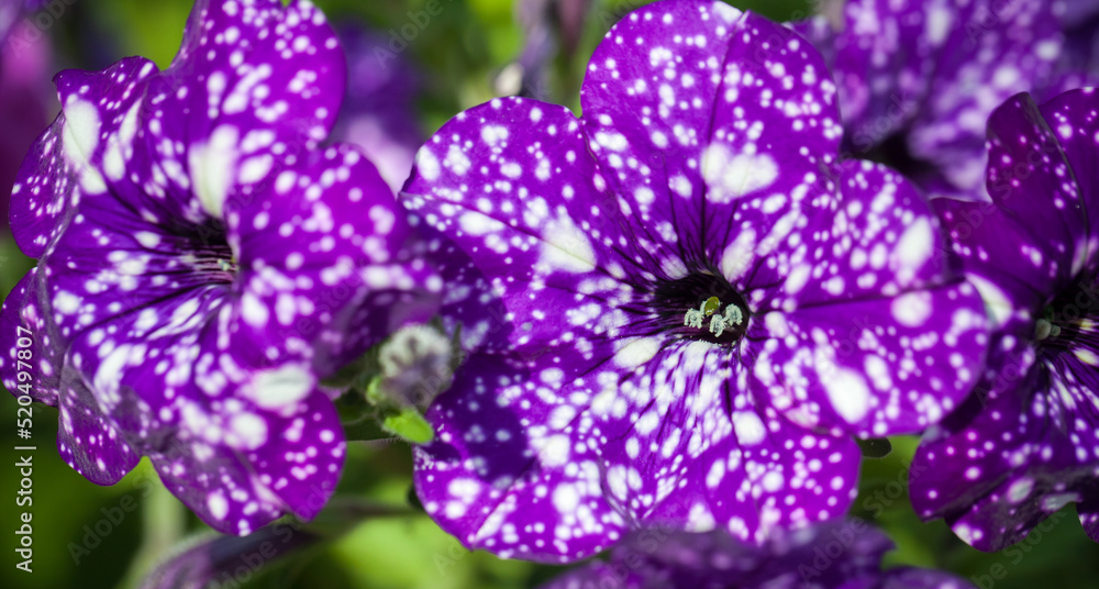 Purple white spotted petunia flower, close-up photo Purple white spotted petunia flower, close-up photo