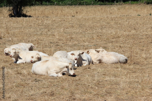 Troupeau de vaches	