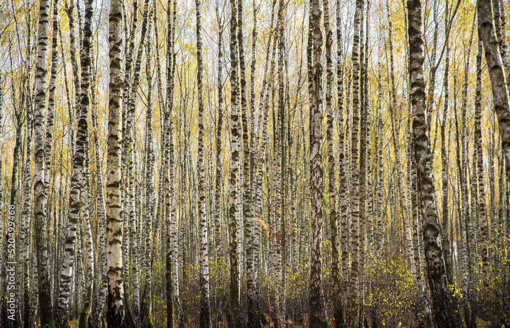 Birch tree trunks forest. Natural texture background Birch tree trunks forest. Natural texture background