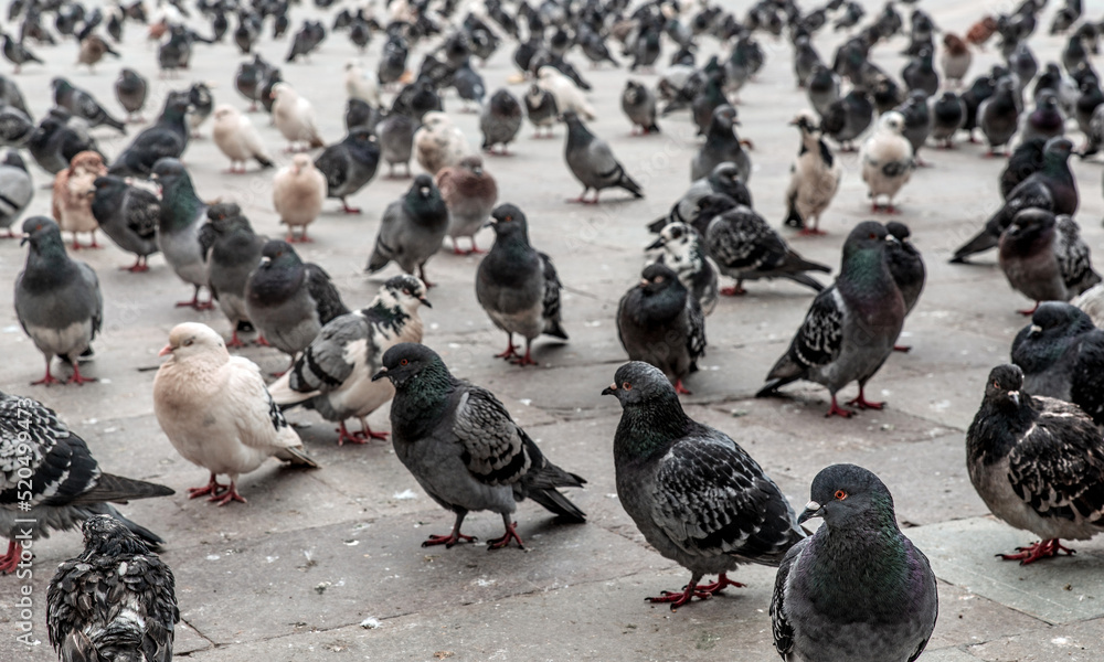 Large flock of pigeons standing on the ground Large flock of pigeons standing on the ground