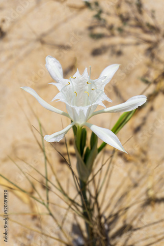 White pankration maritime flower close up photo