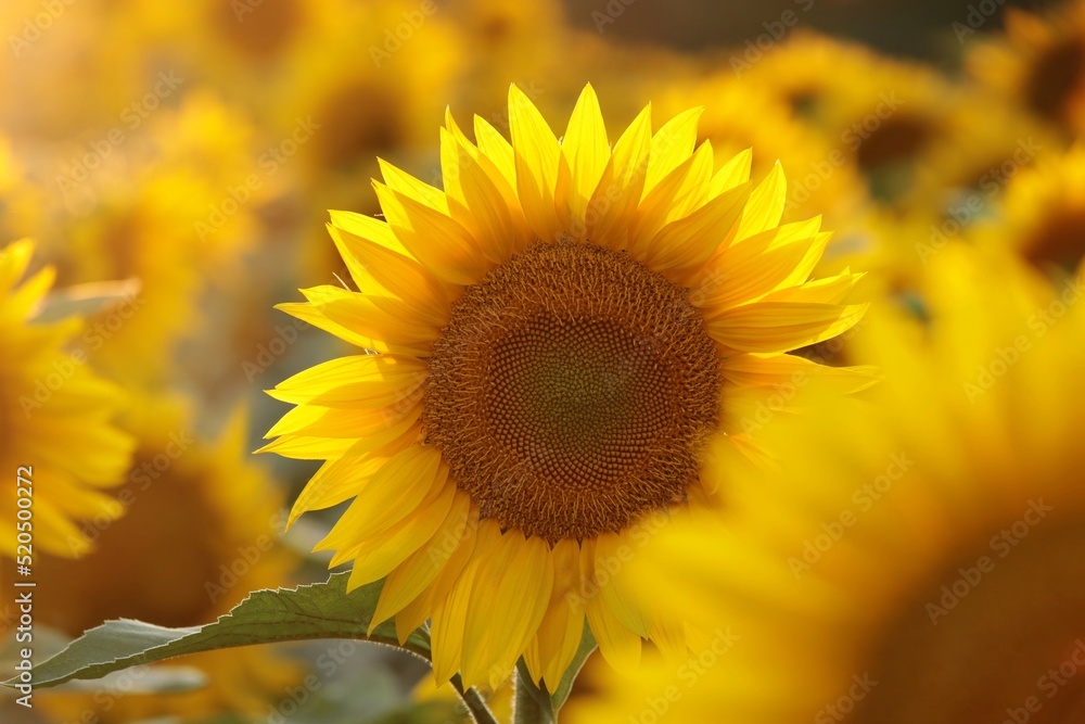 Fototapeta premium Sunflower - Helianthus annuus at sunset