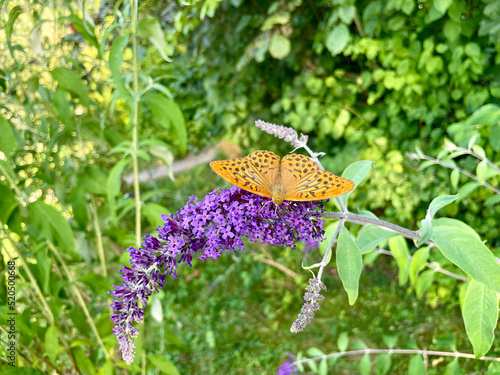 Perlmuttfalter Schmetterling